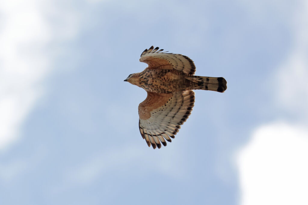 Aigle de Wallaceadulte