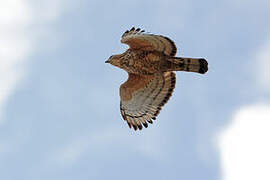 Wallace's Hawk-Eagle