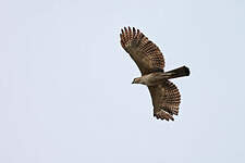 Aigle des Philippines