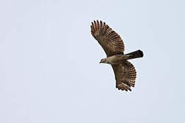 Philippine Hawk-Eagle
