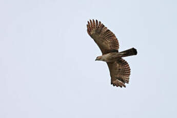 Aigle des Philippines
