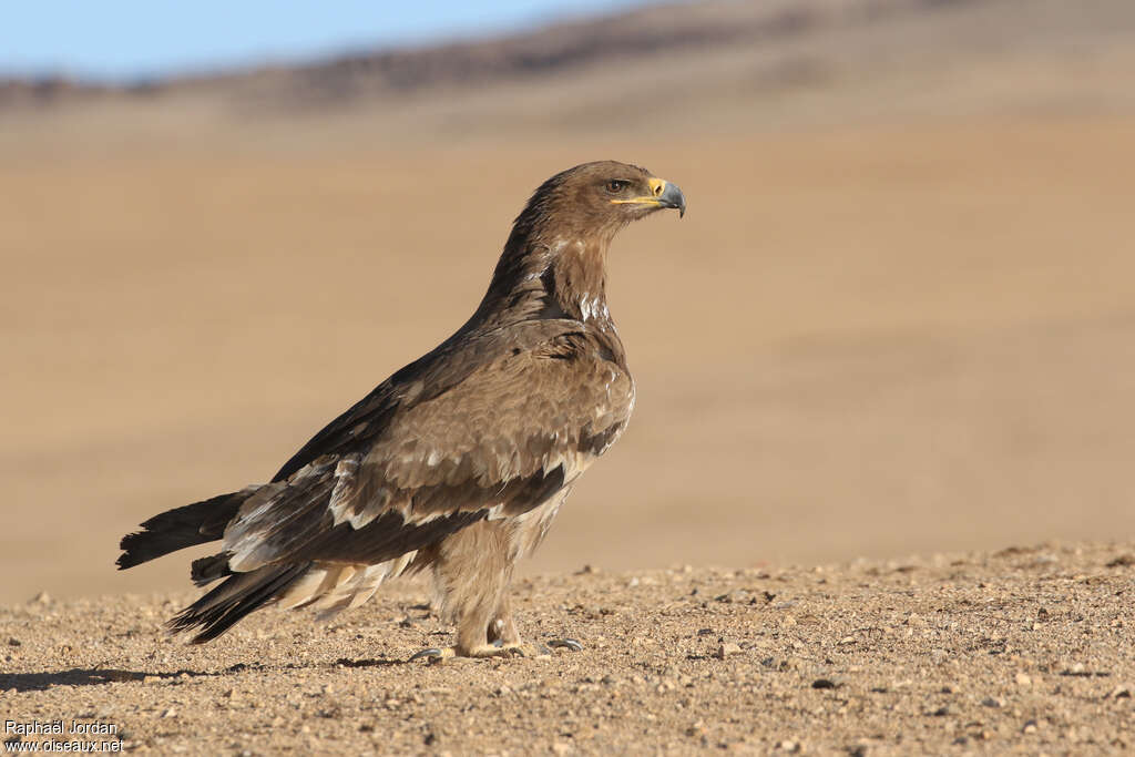 Steppe Eagleimmature, habitat