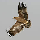 Aigle des steppes