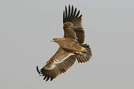 Steppe Eagle