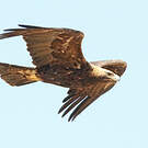Aigle impérial