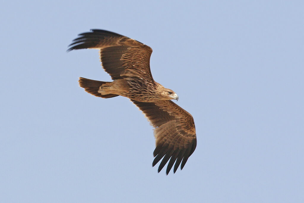 Aigle impérial2ème année