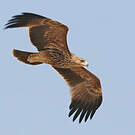 Aigle impérial