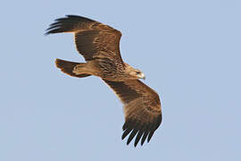 Eastern Imperial Eagle