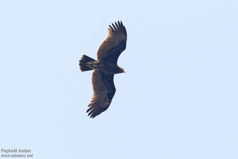 Indian Spotted Eagle, Flight