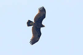 Indian Spotted Eagle