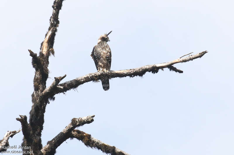 Mountain Hawk-Eagleadult breeding, identification