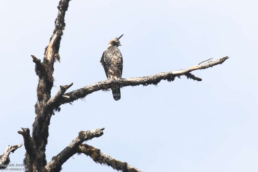 Aigle montagnardadulte nuptial, identification