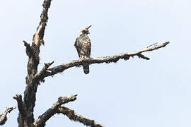 Mountain Hawk-Eagle