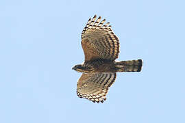 Aigle montagnard