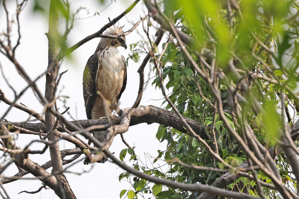 Aigle montagnard