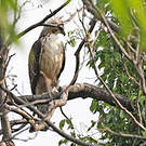 Aigle montagnard