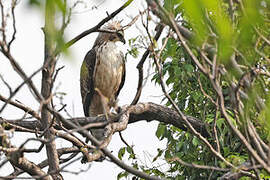 Mountain Hawk-Eagle