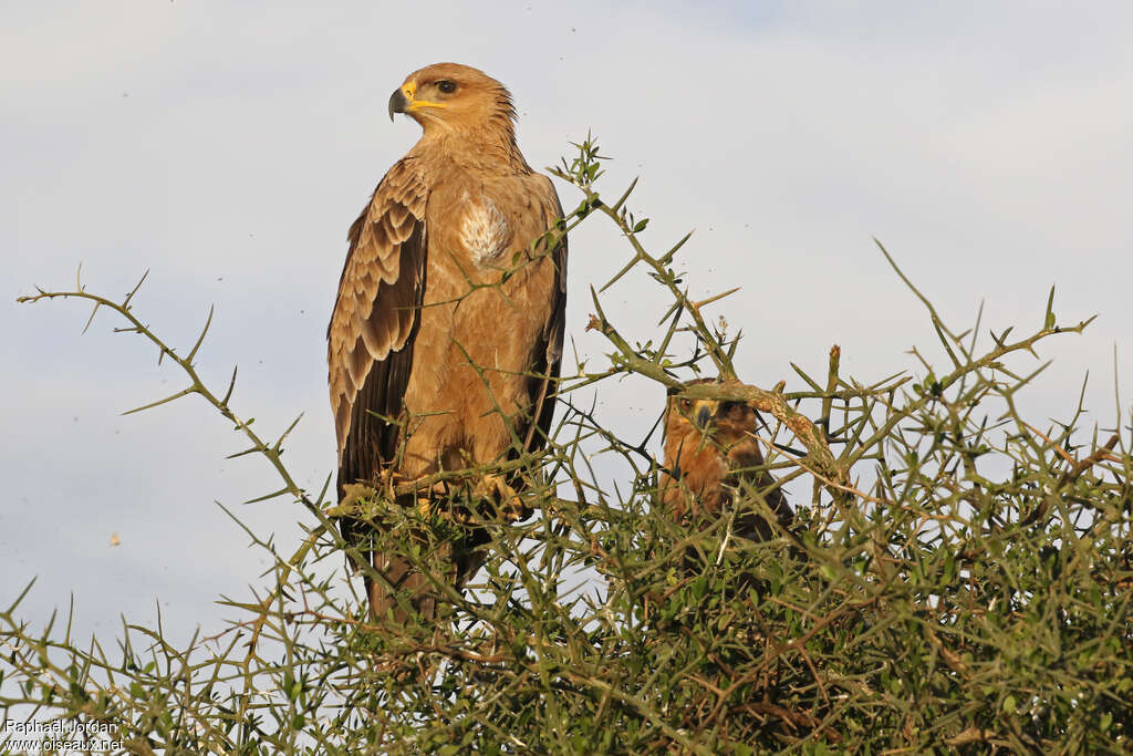 Aigle ravisseur