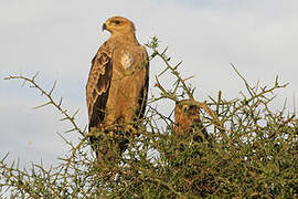 Aigle ravisseur