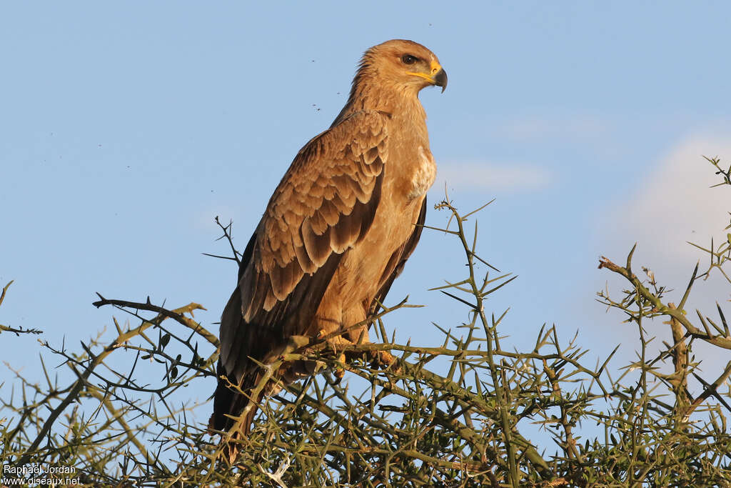 Tawny Eagle