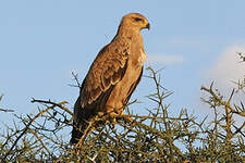 Aigle ravisseur