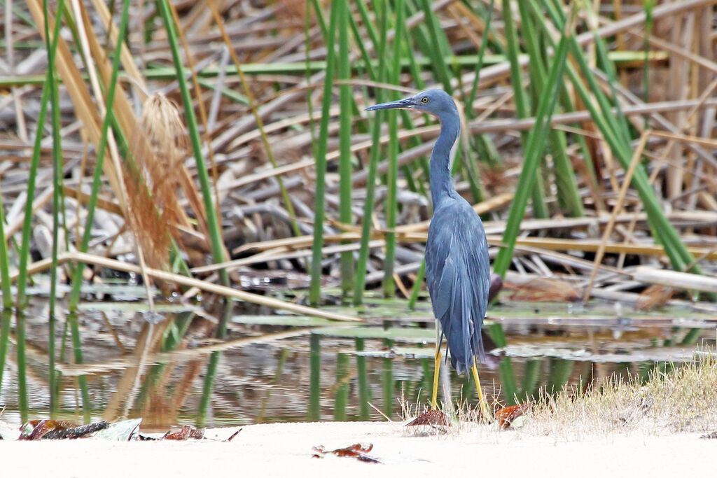 Slaty Egretadult