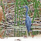 Aigrette vineuse