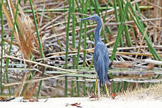 Aigrette vineuse