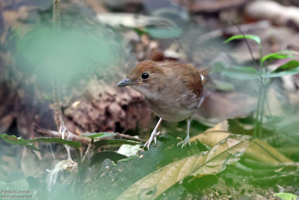 Rufous-winged Illadopsis