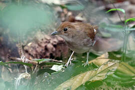 Rufous-winged Illadopsis