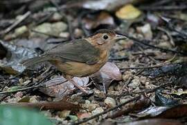 Brown-capped Babbler