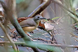 Leaflitter Babbler