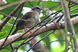 Pale-breasted Illadopsis