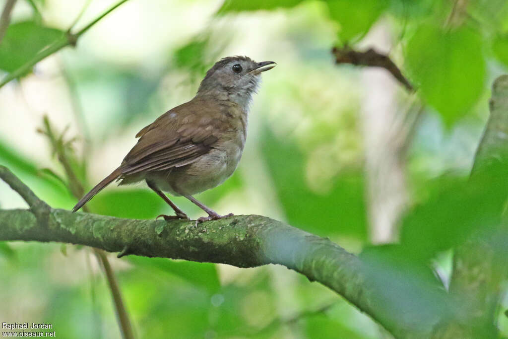 Akalat à poitrine écailléeadulte, identification