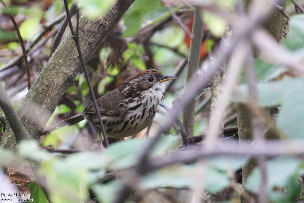 Puff-throated Babbleradult, identification