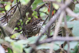 Puff-throated Babbler