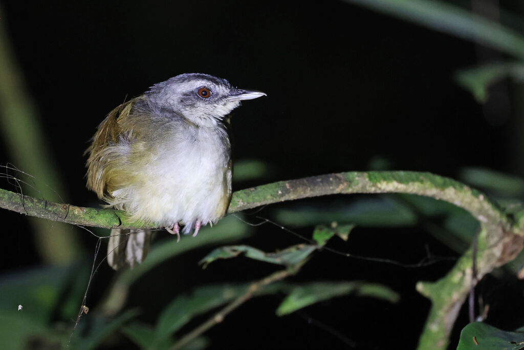 Blackcap Illadopsis