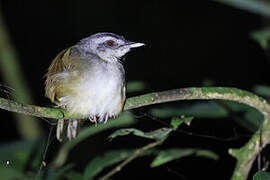 Blackcap Illadopsis