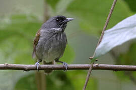 African Hill Babbler