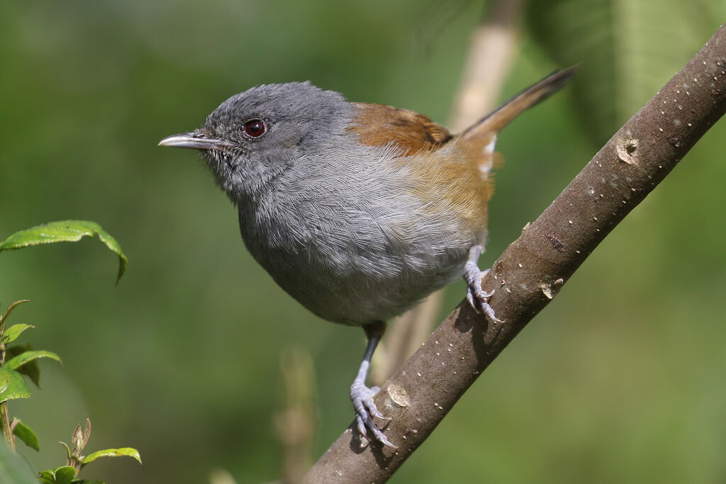 African Hill Babbleradult