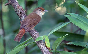 Melodious Babbler