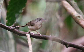 Sumatran Babbler