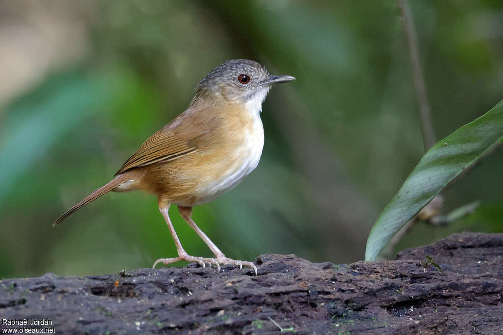 Temminck's Babbler