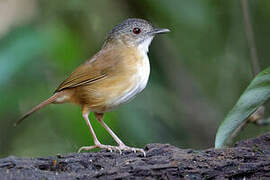 Temminck's Babbler