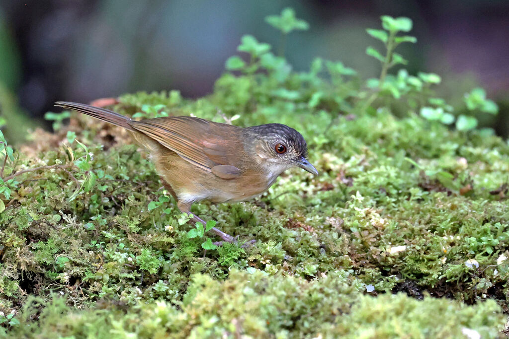 Temminck's Babbler