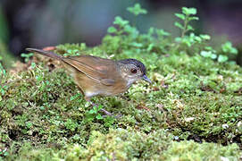 Temminck's Babbler