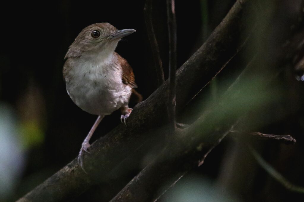 Sulawesi Babbleradult