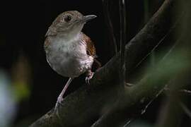 Sulawesi Babbler