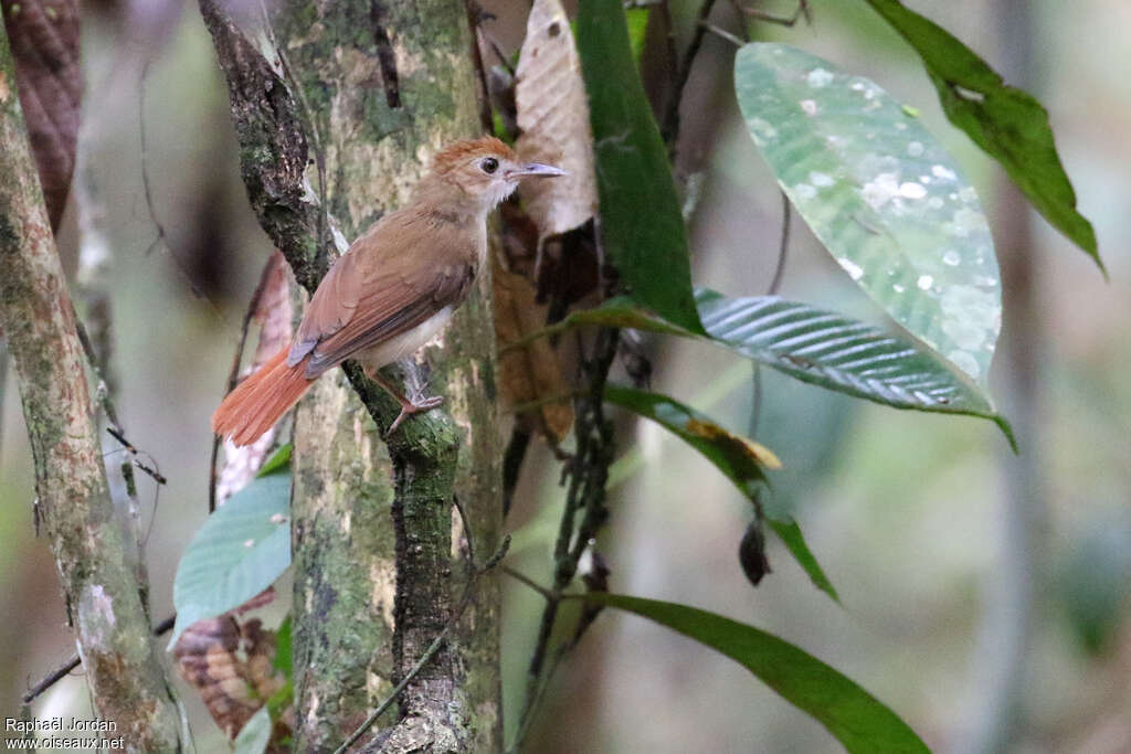 Ferruginous Babbler, identification