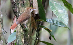 Ferruginous Babbler